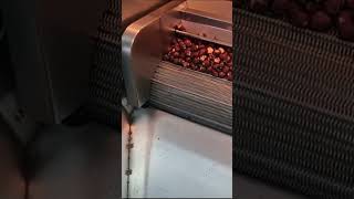 OS - 190 Hazelnut Roasting Machine - Fındık Kavurma Makinası