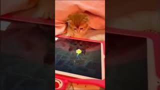 Funny Cats Video 😀 Compilation  😹🐶 Part 23 #shorts #cats