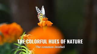 The common Jezebel I Butterflies in India