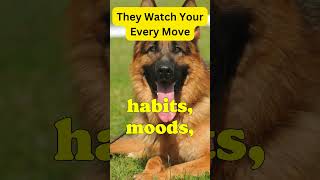 Mind-Blowing German Shepherd Intelligence! | They Watch Your Every Move | Facts #shorts