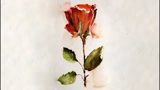 how to paint  dry red rose with watercolor