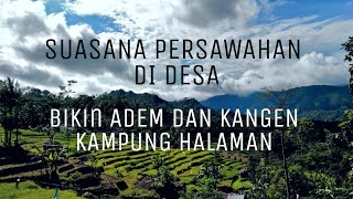 SUASANA PERSAWAHAN DI DESA BIKIN HATI TENTRAM || DRONE VIEW