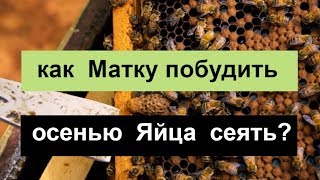 №77 Как Побудить Матку  Сеять Яйца Осенью Пасека Биз. Пчеловодство.Пасека.