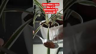 Tip #6 del cuidado de las plantas de la casa #shorts #plantas #tips #hormigas #plagas