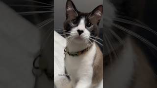 O APELUDO HUMILHOU O MENINO 😳#gatos #viral