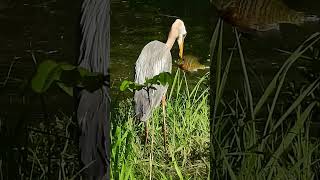 Great Blue Heron Swallows Entire Fish #shorts