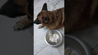 pixie kese fruits khati hai /pixie ke nakhare #viralshort #dog #germanshepherd #dogshorts