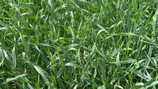 Spring oats Claydon Farm