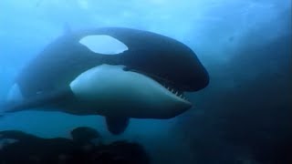 A Man Among Orcas | Orca, Indian ocean | Wildlife documentary