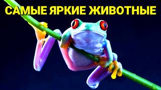 Почему они так яркие? Секреты многоцветных животных!