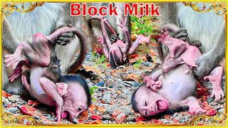 O.M.G..!! Why.?? S@dness @ction when monkey Anna ign@res milk with her tiny baby monkey.