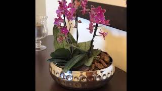 Arranjo com mini orquídeas