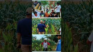 Temu Lapang Jagung Manis NB Super #cappanahmerah pancasila #lampungselatan