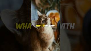 why do orange cats have one brain cell😸 #Viral