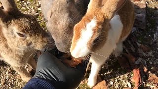 When I gave the bunnies some sweet treats, their expressions changed!