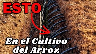 El Cultivo de Riego por Goteo en Arroz