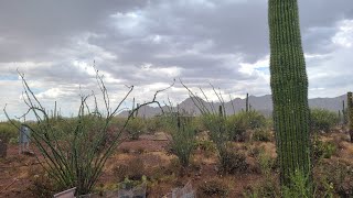 Rain in the sonoran desert Arizona || Hujan di gurun Sonoran Amerika