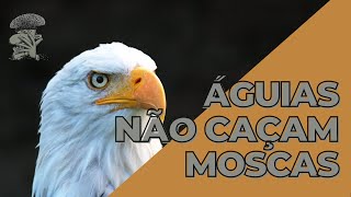 Águias não caçam moscas