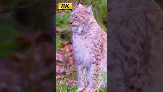 Bigest lynx#in  8K VIDEO ULTRA HD - 8K 120FPS#shorts