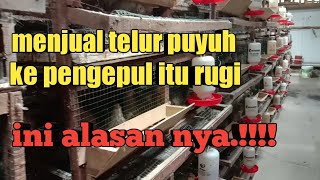 MENJUAL TELUR PUYUH KE PENGEPUL ITU RUGI || ini alasanya.