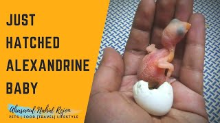 Just Hatched Alexandrine Baby || Alexandrine parakeet Parrot Baby