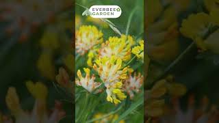 CHELSEA SPECIAL - Company Focus - Kent Wildflower Seeds - KIDNEY VETCH | EVERBEE GARDEN