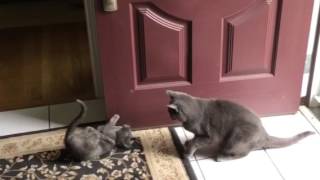 Kitten attacks tail, Nellie attacks Kitten