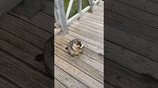 Chubby Himalayan Marmot Devouring Cookies – Absolute Cuteness Overload!#cutemarmot #cuteanimals