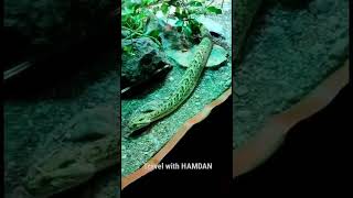 Snake park in UAE #snakevideo #snake #shorts #youtubeshorts #zoo #cobra #snake #uae 🇦🇪