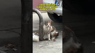 SABAHIN KÖRÜNDE MAMA ARAYAN KEDİCİK