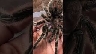 Aranha de estimação quem tem coragem? #shorts #animals