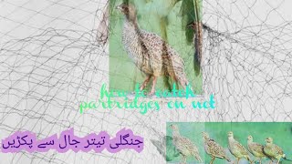 how to trap partridges|how to catch pheasant|how to find pheasants||   تیتر کو جال سے پکڑنے کا طریقہ