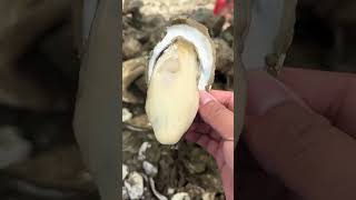 The Best Oyster Meat #shortsfeed #youtubeshort #oysters