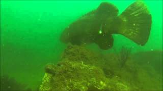 Goliath Grouper - Egmont Key Reef