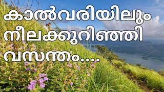 നീലക്കുറിഞ്ഞി വസന്തം കാൽവരിയിലും|Neelakuriji|Idukki|travelVlog|#trendingvideo