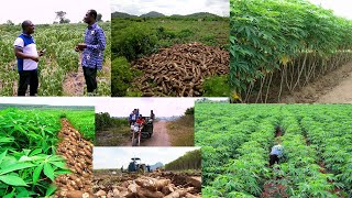 woow!!!  200 ACRE LAND OF CASSAVA PLANTATION: WATCH THE FARMING JOURNEY OF ELDER DANIEL TETTEH