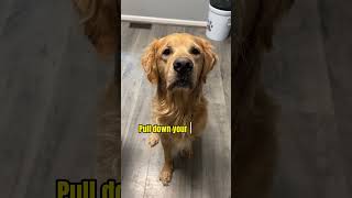 Squirrel hunting 101 #goldenretrieverlife #funnydogvideos #goldenretrievers