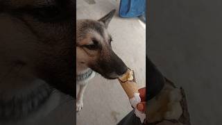 Dog Eating Ice Cream #dog #doglover #youtubeshorts #short  #video