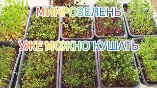 МИКРОЗЕЛЕНЬ ПОДРОСЛА, УЖЕ МОЖНО КУШАТЬ #микрозелень #садоводство /