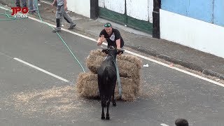 S. João na Vila Nova.  Bezerrada 2018