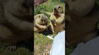 Adorable Chubby Himalayan Marmots Having a Snack#cutemarmot #cuteanimals #cute #marmot #cuteness