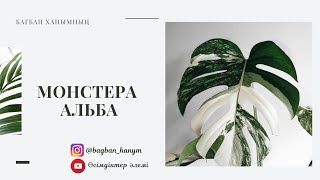 Монстера Альба Гүлінің күтімі  #монстера #монстераальба