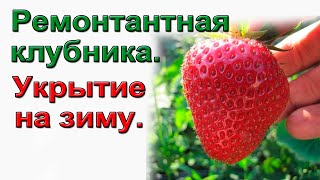 Подкормка и укрытие ремонтантной клубники на зиму