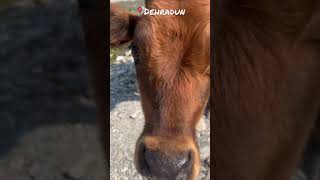 Most dangerous animal spotted | Dehradun |Picnic Spot| River #animals #love #chill #picnic #valley