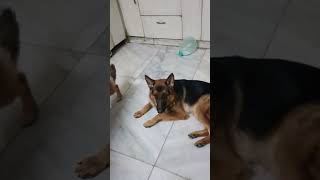 Jack and Jerry kese intejar kar rahe hai fruit time ho gaya hai #viralshort #dog #doglover#ytshorts