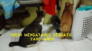 APA YANG TERJADI PADA KUCING