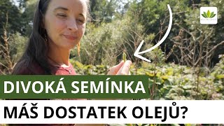 Máš dostatek kvalitních olejů? Divoká semínka | Síla pro život