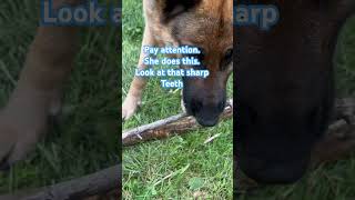 Pay attention. She will grab your stuff #animals#dog#comment#like#subscribe