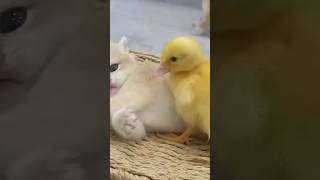 Cat and duck loves. cute cat and duck #funny #funnyshorts #shortvideo #funnyclip #corgi #meme #messi