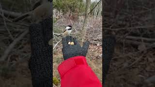 feeding the chickadees